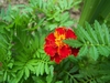 Pinnate leaves & a flower head of deep orange, gold-rimmed fls.