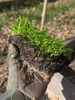 Seedlings