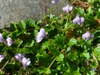 in spring in Moore County