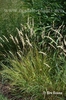 Melica ciliata