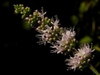 Mentha spica flower