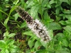 Mentha spica flower