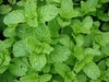 Mentha spica plant