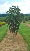 Mercury™ Magnolia