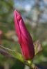 Mercury™ Magnolia