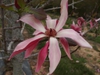 Huge flowers