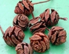 Metasequoia glyptostroboides