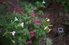 flower close-up, Cabarrus County, NC