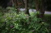 Mirabilis jalapa