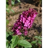 Buddleja 'Miss Molly'