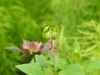 Monarda 'Raspberry Wine' new leaves