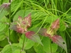 Close-up of the reddish bracts below clusters of flower buds.