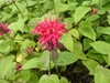 Close-up of a cluster of red, tubular, 2-lipped flowers.
