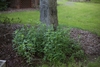 Plant at the base of a tree. Erect shoots with opposite leaves.