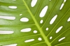Back of leaf