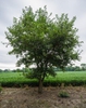 Morus alba
