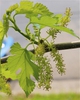 Morus rubra