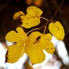 Morus rubra
