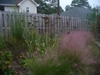 Muhlenbergia capillaries with Eryngium yuccifolium in fall in Mo