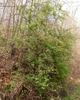Rosa multiflora
