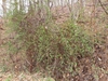 Rosa multiflora