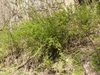 Rosa multiflora
