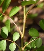 Rosa multiflora