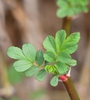 Rosa multiflora