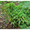 Nandina domestica 'Fire Power'