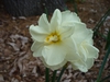 double daffodil early spring