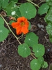 Tropaeolum majus