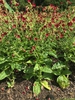Nicotiana alata