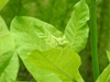Nicotiana sylvestris leaf