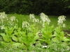 Nicotiana sylvestris form