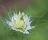 nigella damascena