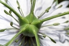 nigella damascena