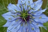 nigella damascena