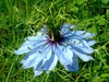 nigella damascena