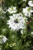 nigella damascena