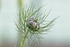 nigella damascena