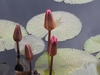 'Catherine Marie' Closed pink blooms above light green leaves i