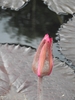 'Red Cup' Flower bud and silvery round leaves in a pond