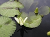 'Trudy Slocum' White flower opening and green round leaves in a
