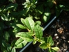 Oenothera fruticosa leaves in the fall in Moore County