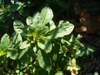 Oenothera fruticosa leaves in the fall in Moore County
