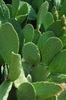 Form