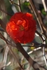 Double Take™ Chaenomeles speciosa 'Orange Storm'