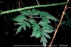 Rubus laciniatus