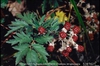Rubus laciniatus