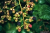 Rubus laciniatus